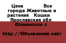 Zolton › Цена ­ 30 000 - Все города Животные и растения » Кошки   . Ярославская обл.,Фоминское с.